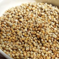 super quality pearl millet for sale